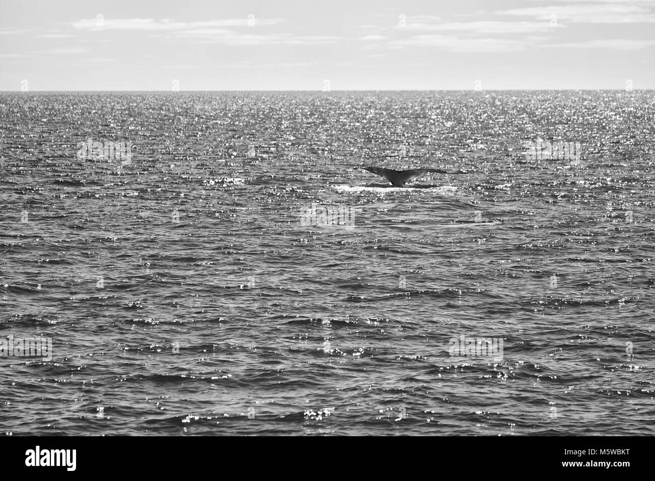 Humpback whale breaching, australia Black and White Stock Photos ...