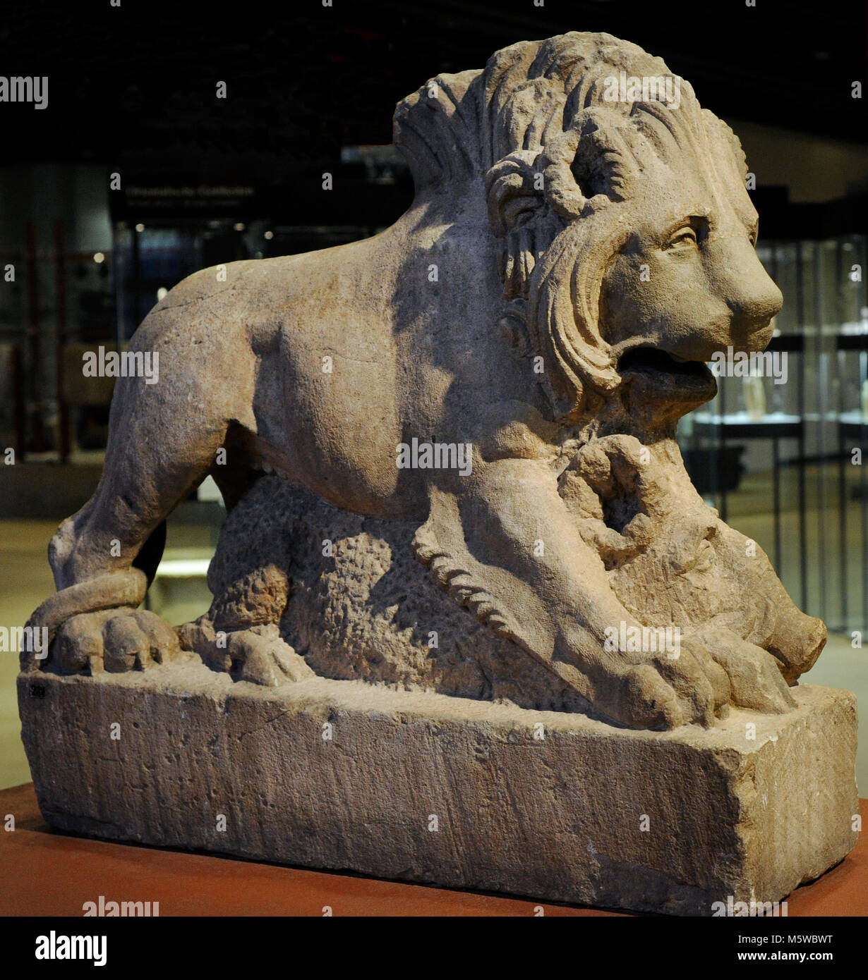 Statue of a lion killing a boar, symbol of death. 2nd century. From Cologne, Germany. Roman-Germanic Museum. Cologne. Germany. Stock Photo