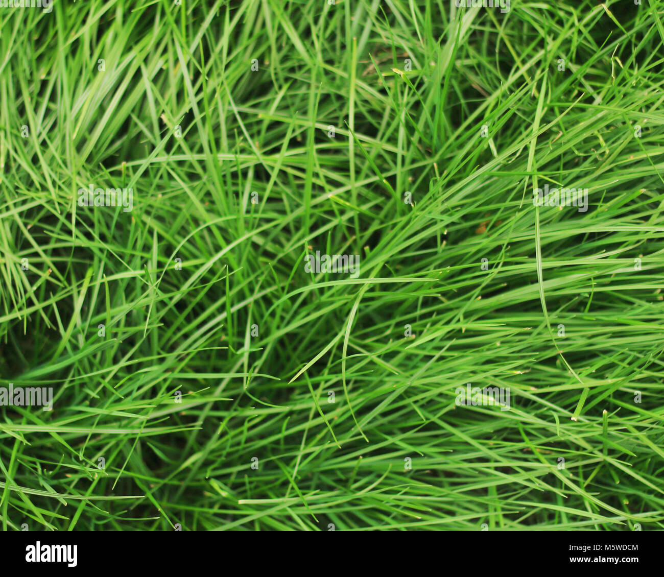 Green grass background Stock Photo - Alamy