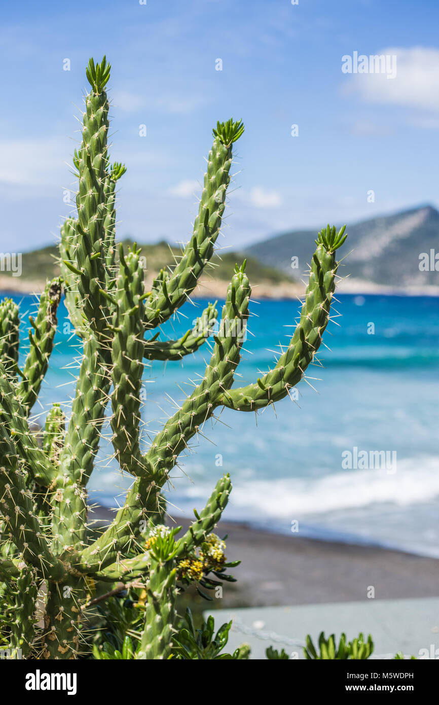Kaktus am Mittelmeer Stock Photo
