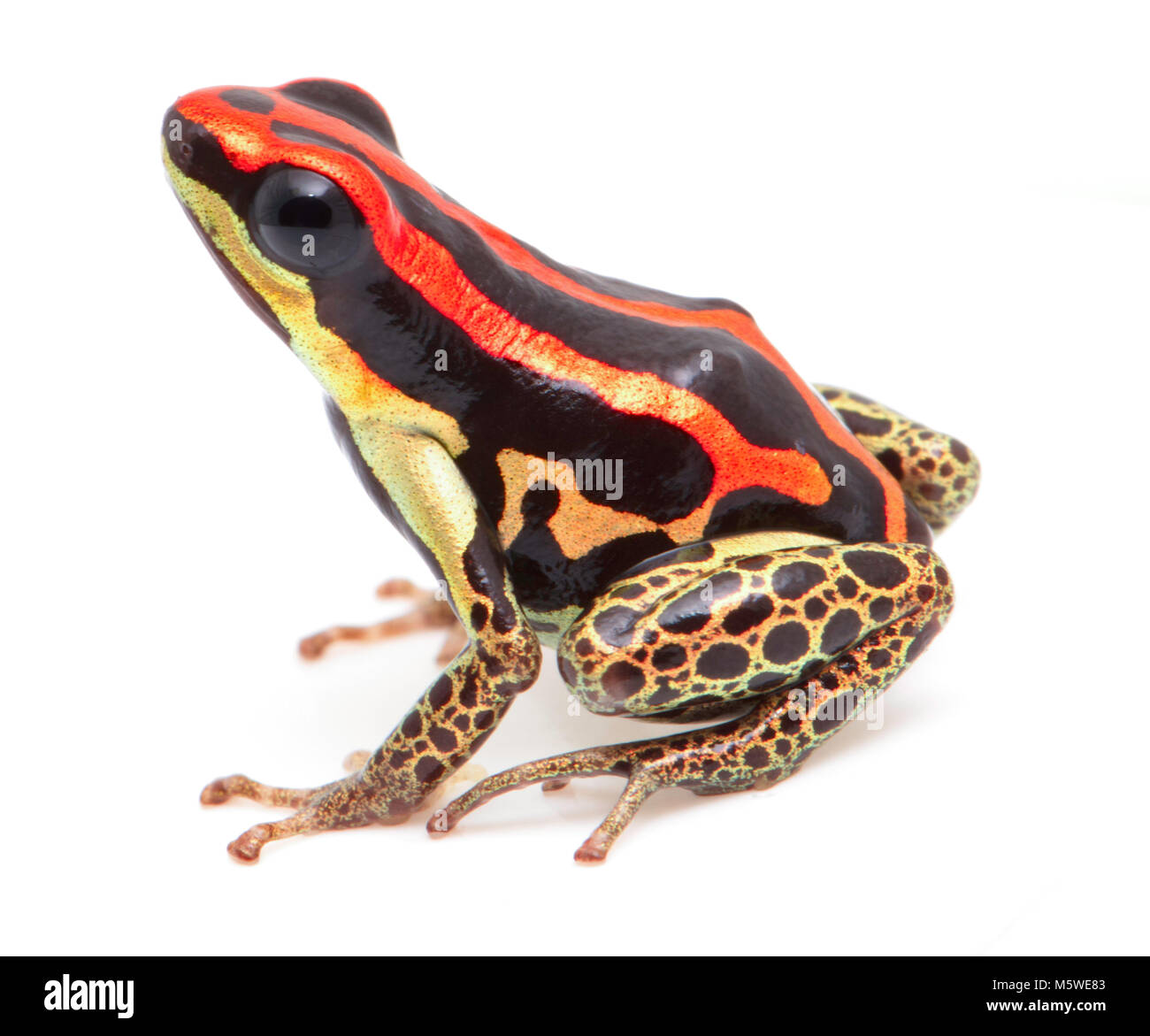 poison dart frog, Ranitomeya uakarii golden leg. A small Dendrobates species from the Amazon rain forest in Peru. This animal lives in tropical Amazon Stock Photo