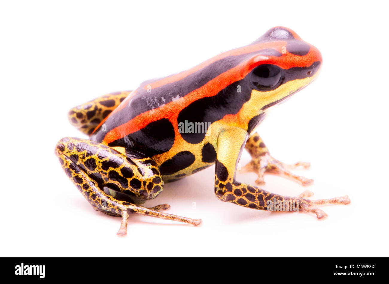 poison dart or arrow frog, Ranitomeya uakarii golden legs morph. A Dendrobates from the Amazon rain forest in Peru. This animal lives in tropical Amaz Stock Photo