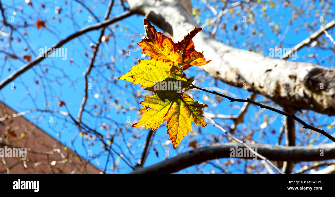 in a park the leaves of autumn like nature concept and background Stock ...