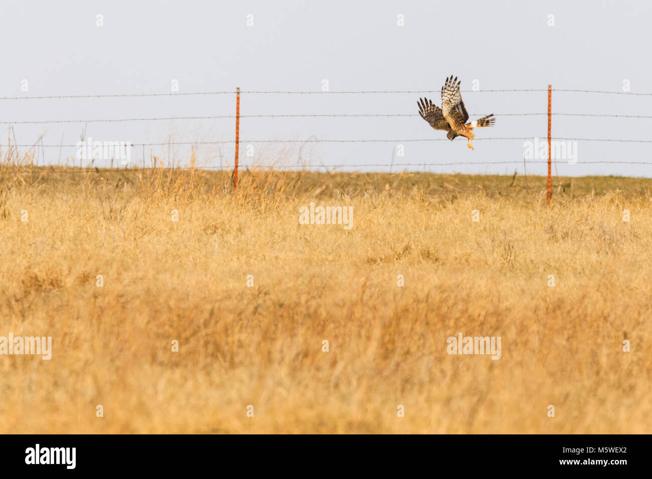 A Northern Harrier hunts for its meal within the grasses of the plains near Clinton, Oklahoma, January 2018 Stock Photo