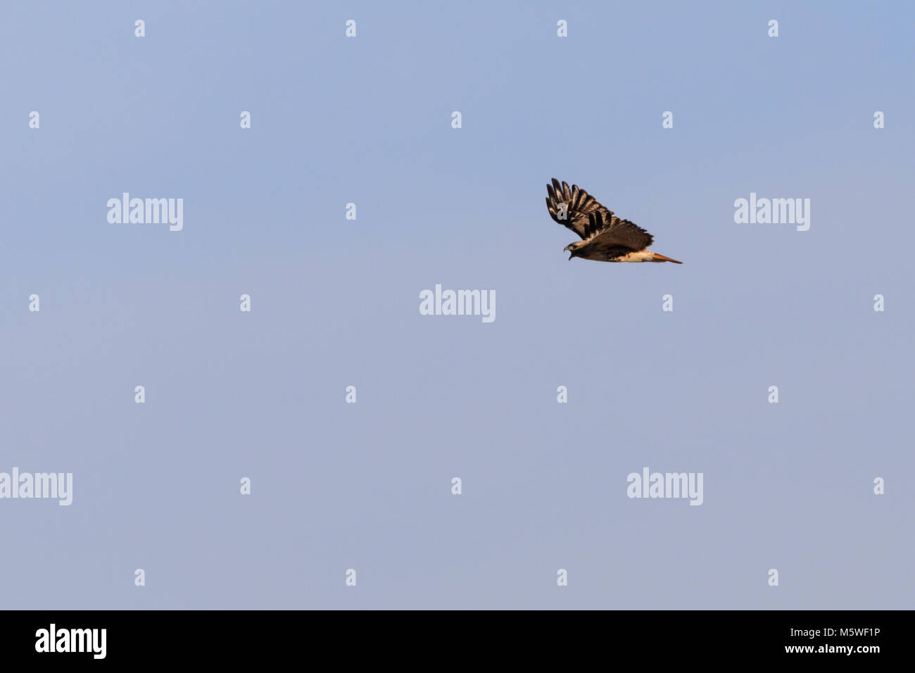 A Northern Harrier soars in the sky of the plains near Clinton, Oklahoma, January 2018 Stock Photo