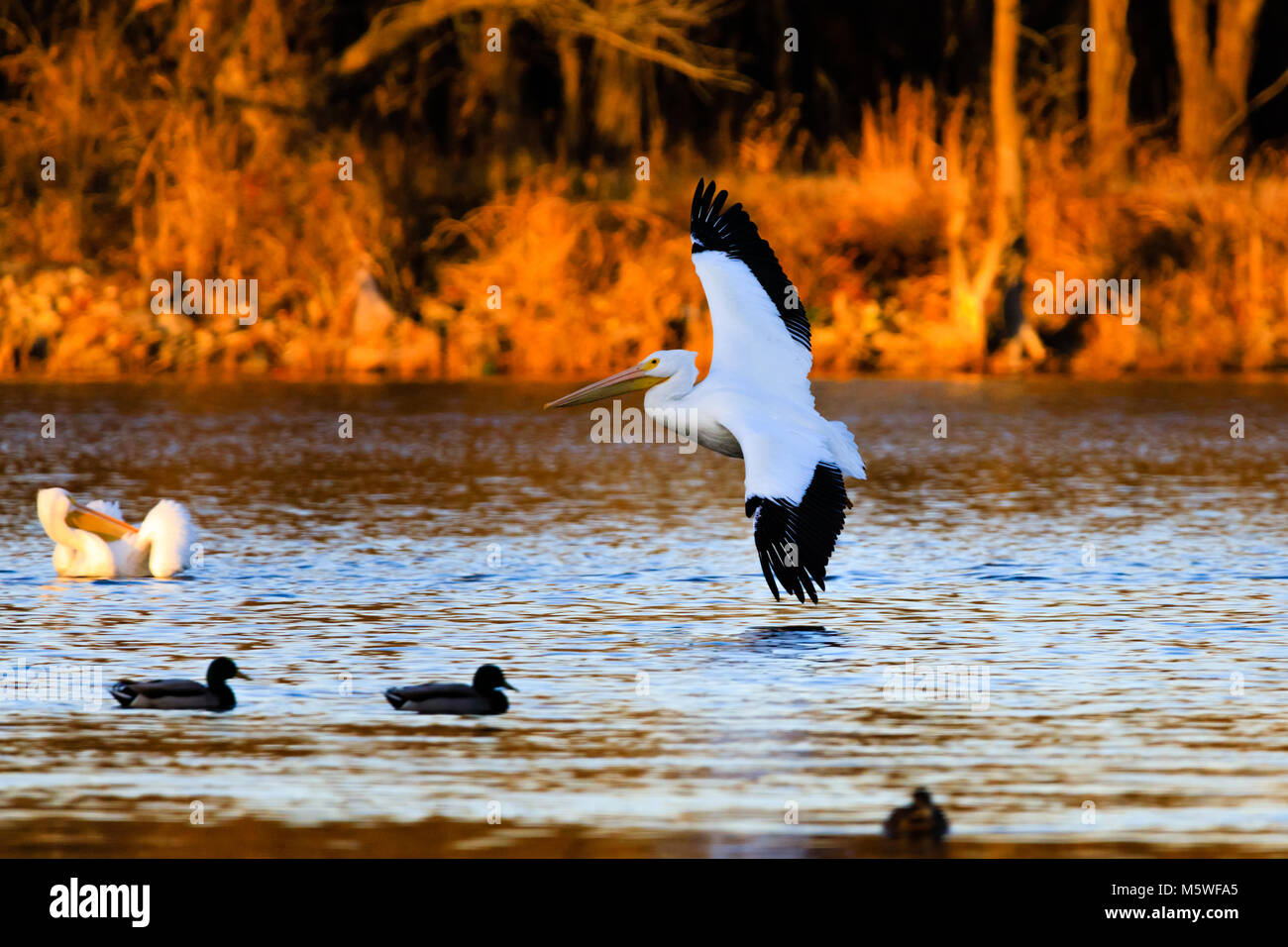 A Pelican lines up for a landing at the Oxley Nature Center in Tulsa, Oklahoma, December 2017 Stock Photo
