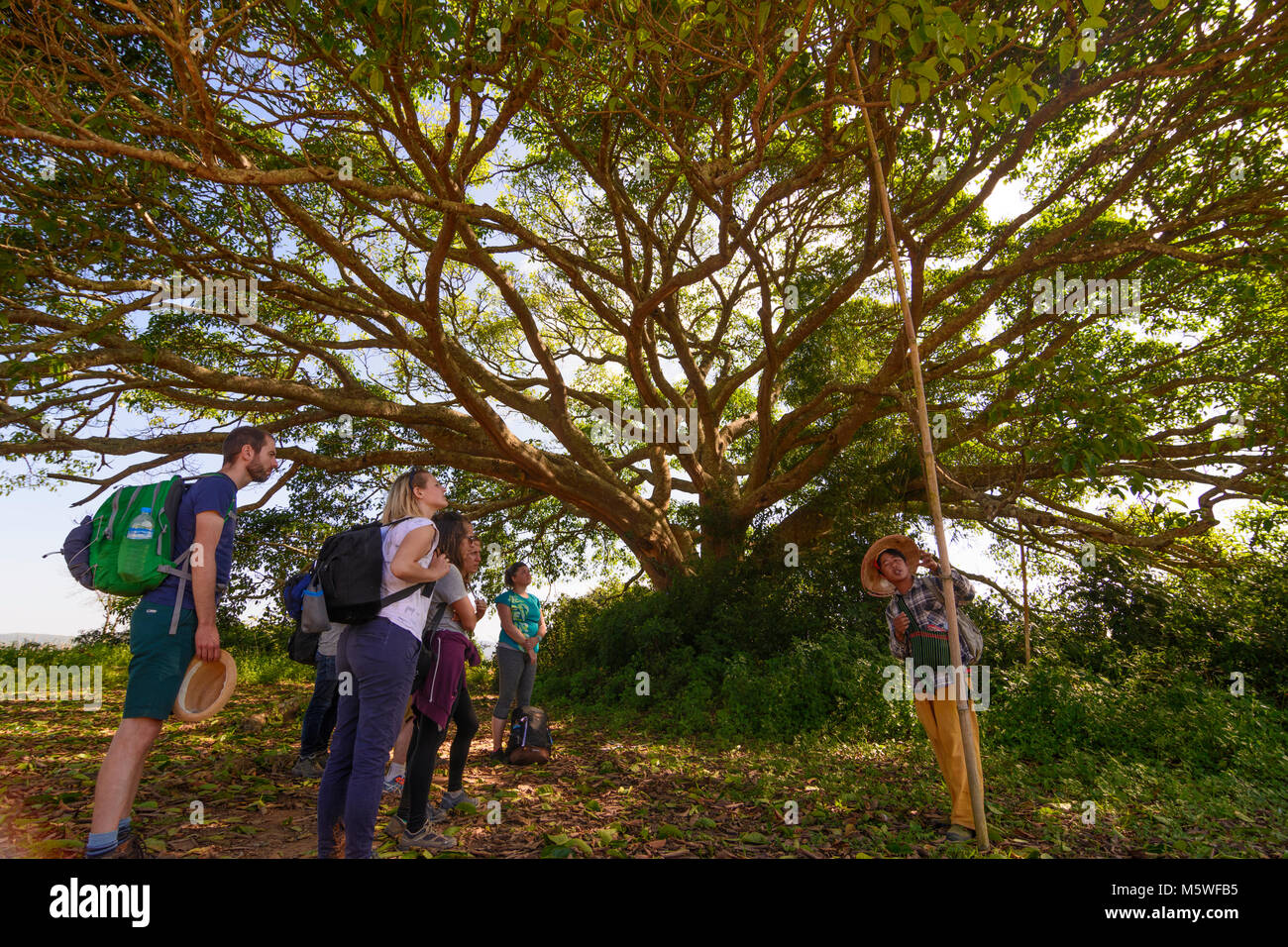 Banyan burma tree hi-res stock photography and images - Alamy