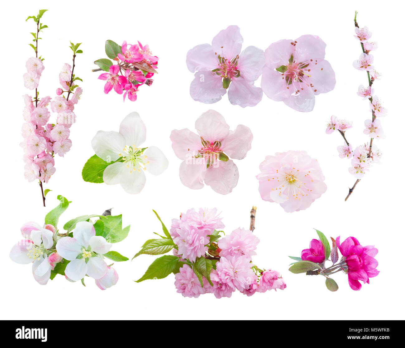 Cherry tree twig Stock Photo
