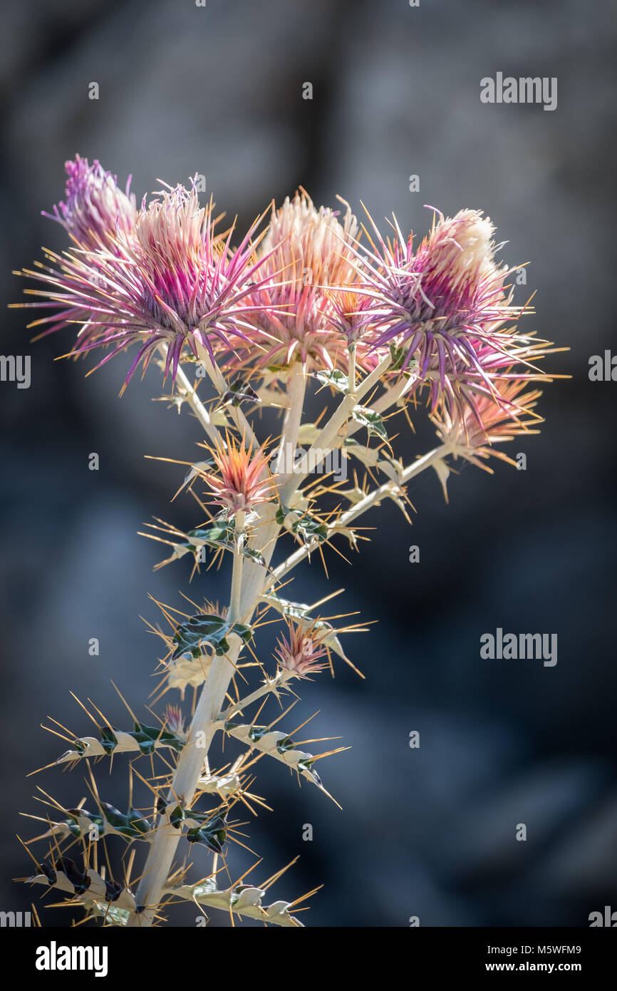 Milk thistle seed hires stock photography and images Alamy