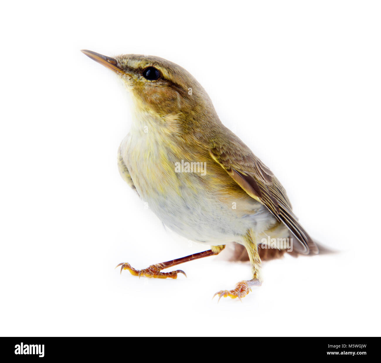 willow warbler (willow wren, Phylloscopus trochilus), yellow-green bird, forest bird, passerine birds - macro, white background Stock Photo