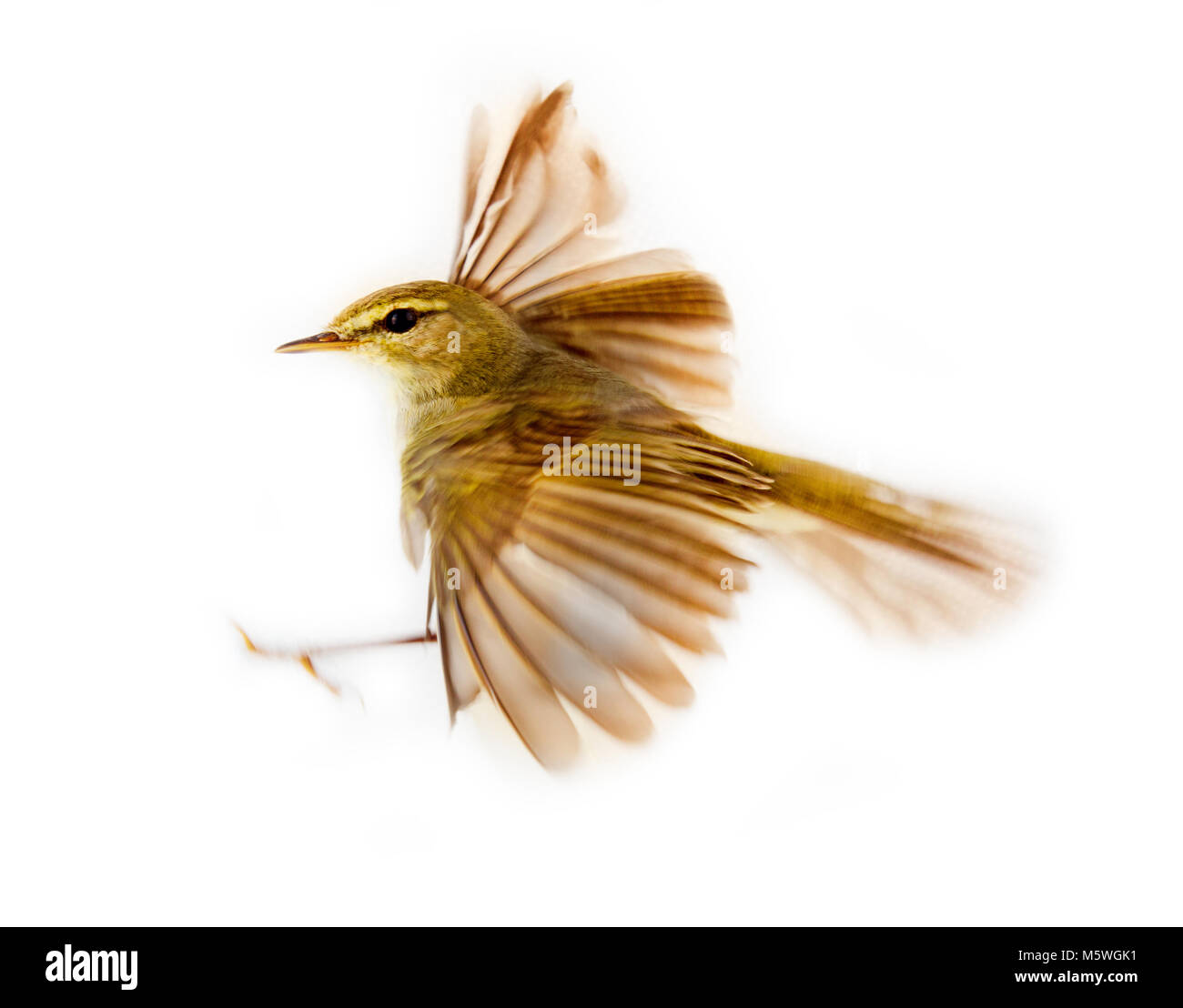 Yellow warbler in flight hi-res stock photography and images - Alamy