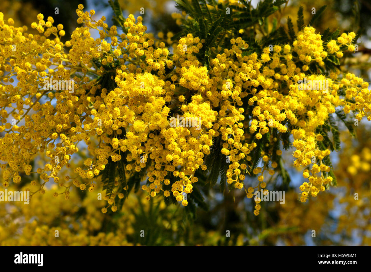 Mimosa tree branches Stock Photo - Alamy