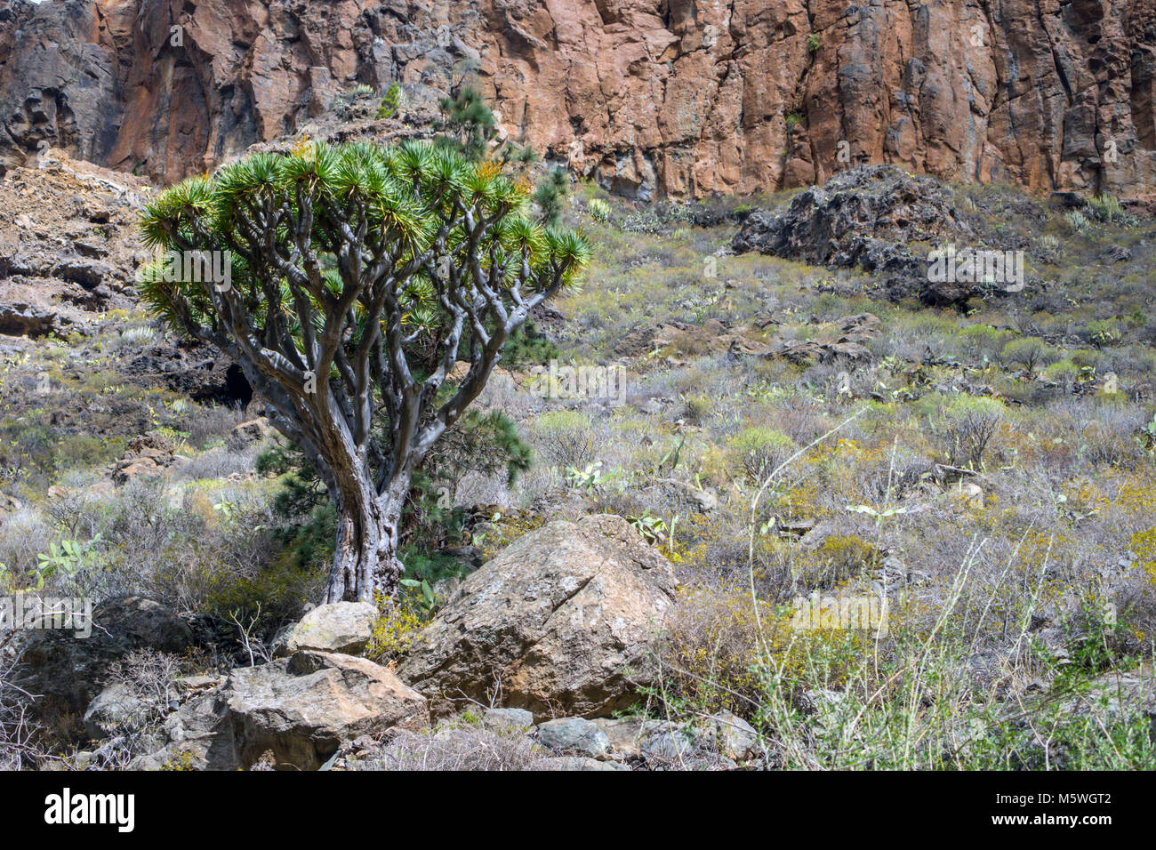 Dragon Tree growing in rock gorge, Guia de Isora, Tenerife Stock Photo