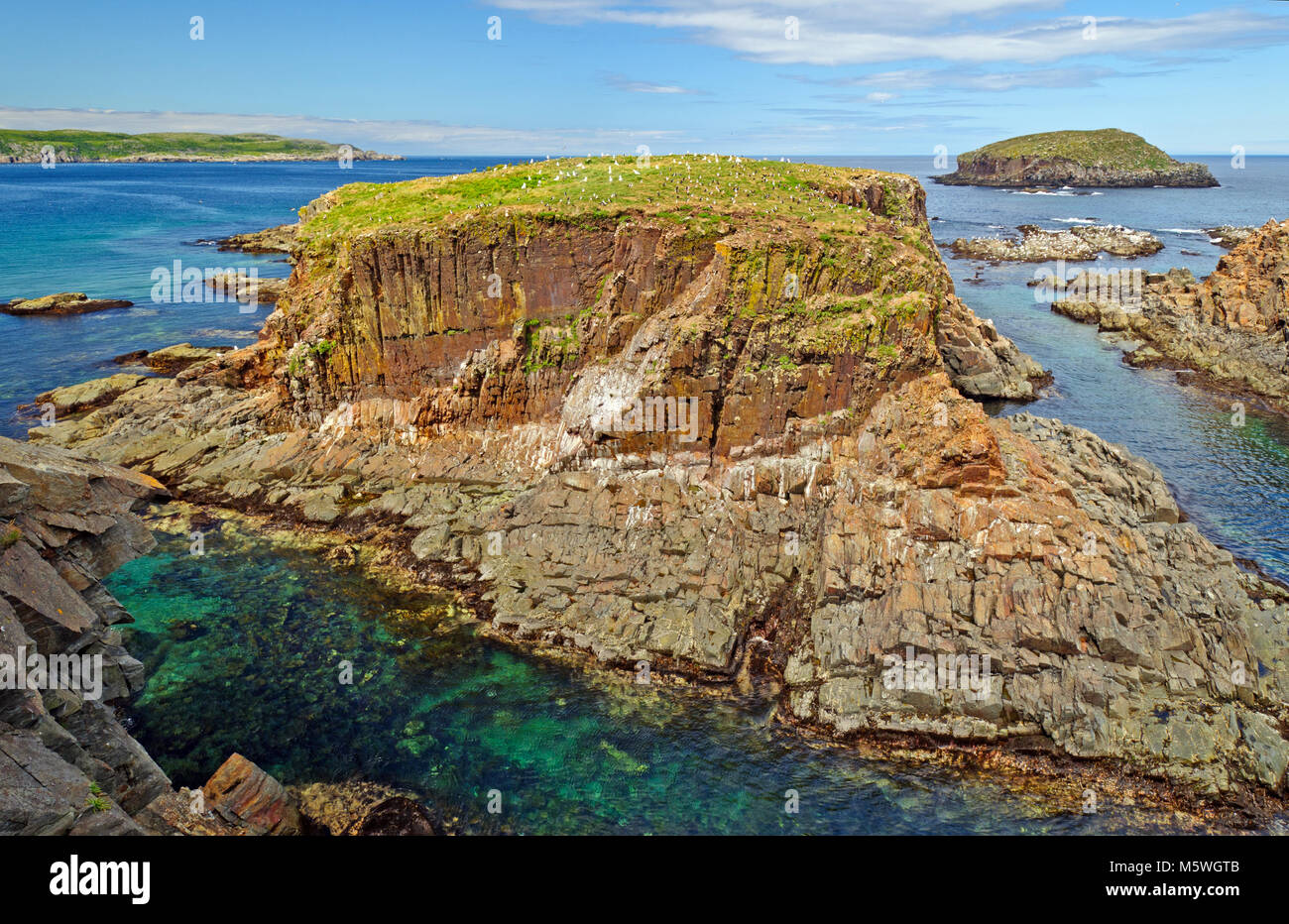Puffin Nest Island nest Elliston, Newfoundland Stock Photo Alamy