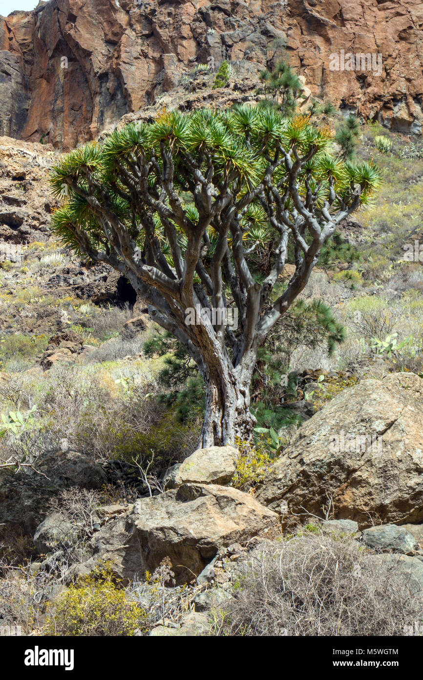 Dragon Tree growing in rock gorge, Guia de Isora, Tenerife Stock Photo