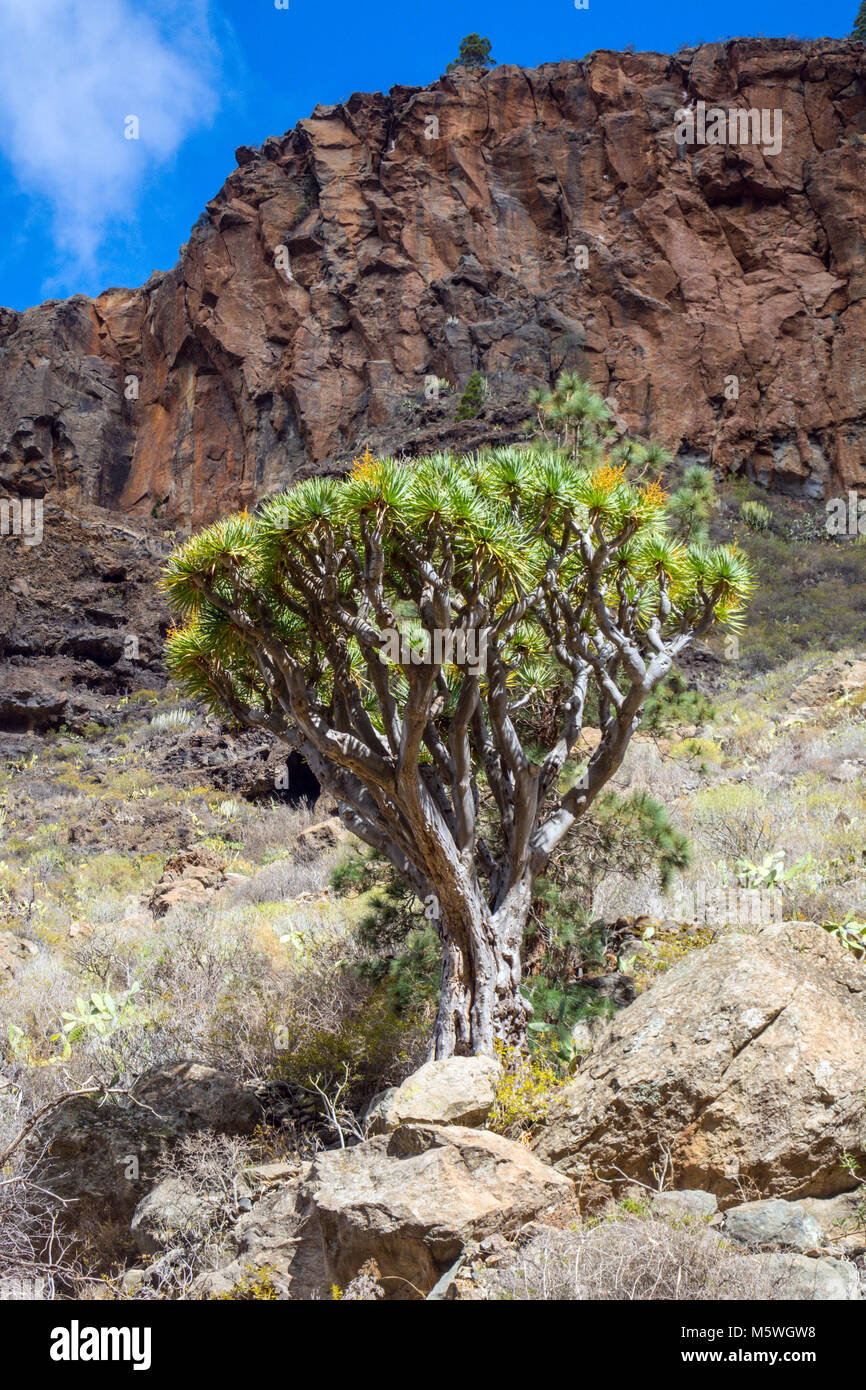 Dragon Tree growing in rock gorge, Guia de Isora, Tenerife Stock Photo