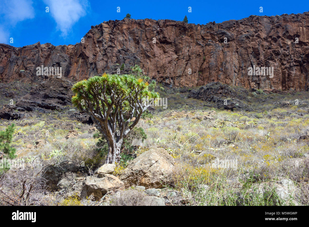 Dragon Tree growing in rock gorge, Guia de Isora, Tenerife Stock Photo