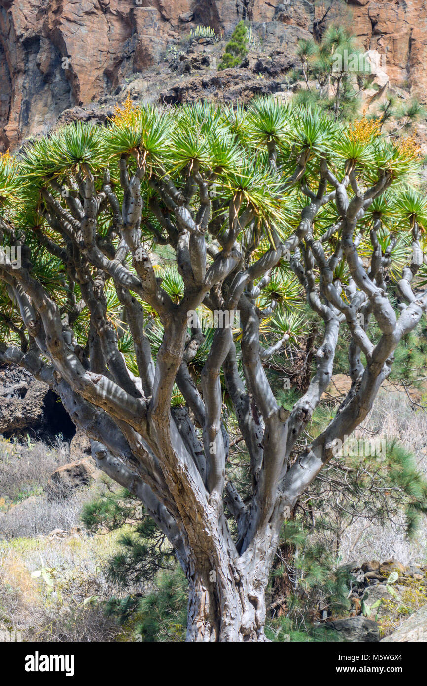 Dragon Tree growing in rock gorge, Guia de Isora, Tenerife Stock Photo