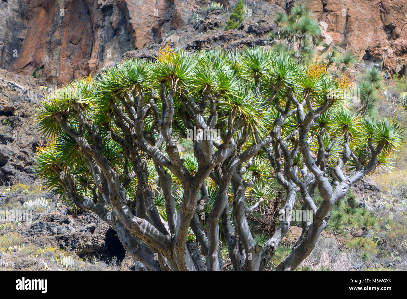 Dragon Tree growing in rock gorge, Guia de Isora, Tenerife Stock Photo