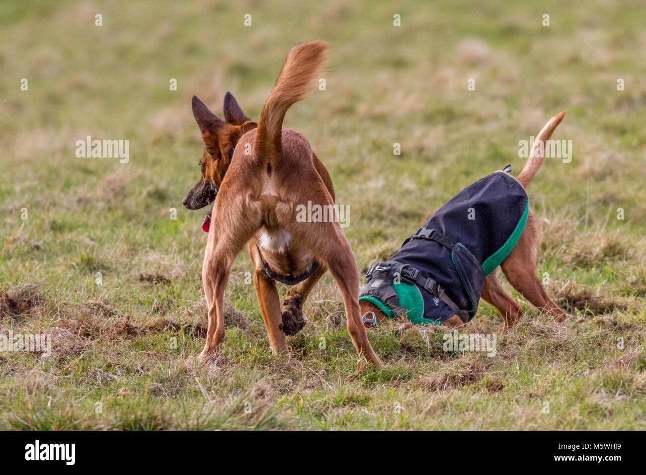 Two dogs digging in the grass, having fun together Stock Photo Alamy