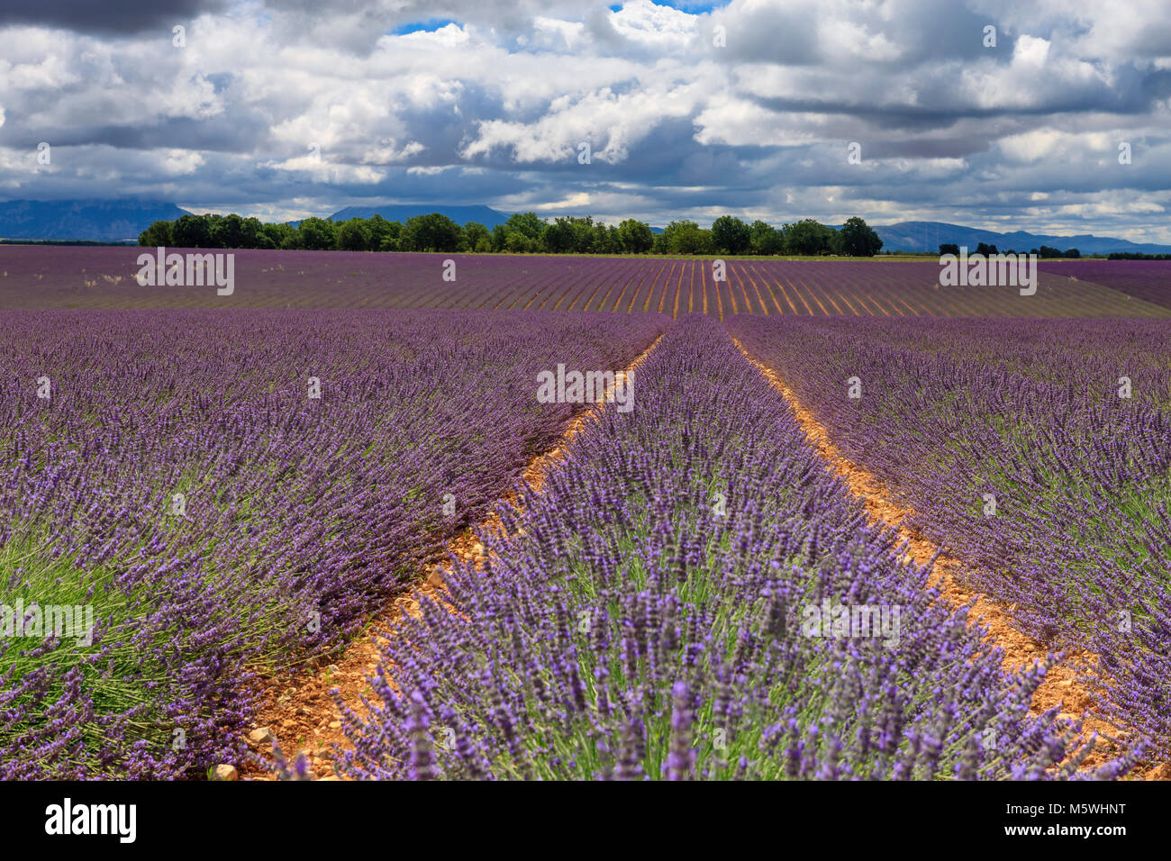 Lavender Fields Brunet Valensole Forcalquier Alpes-de-Haute-Provence Provence-Alpes-Cote d'Azur France Stock Photo