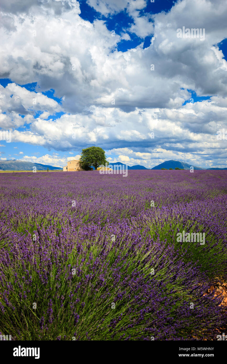 Lavender fields Valensole Plateau Forcalquier Alpes-de-Haute-Provence Provence-Alpes-Cote d'Azur France Stock Photo