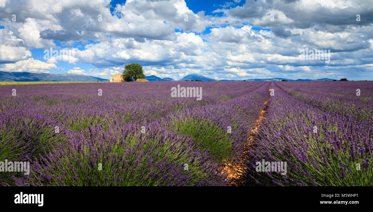 Lavender fields Valensole Plateau Forcalquier Alpes-de-Haute-Provence Provence-Alpes-Cote d'Azur France Stock Photo