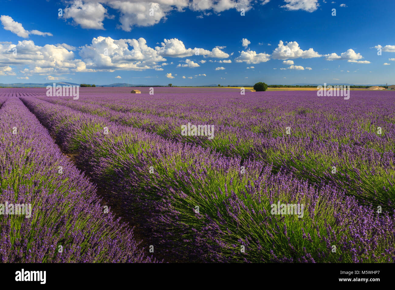 Lavender fields Puimoisson Valensole Plateau Forcalquier Alpes-de-Haute-Provence Provence-Alpes-Cote d'Azur France Stock Photo