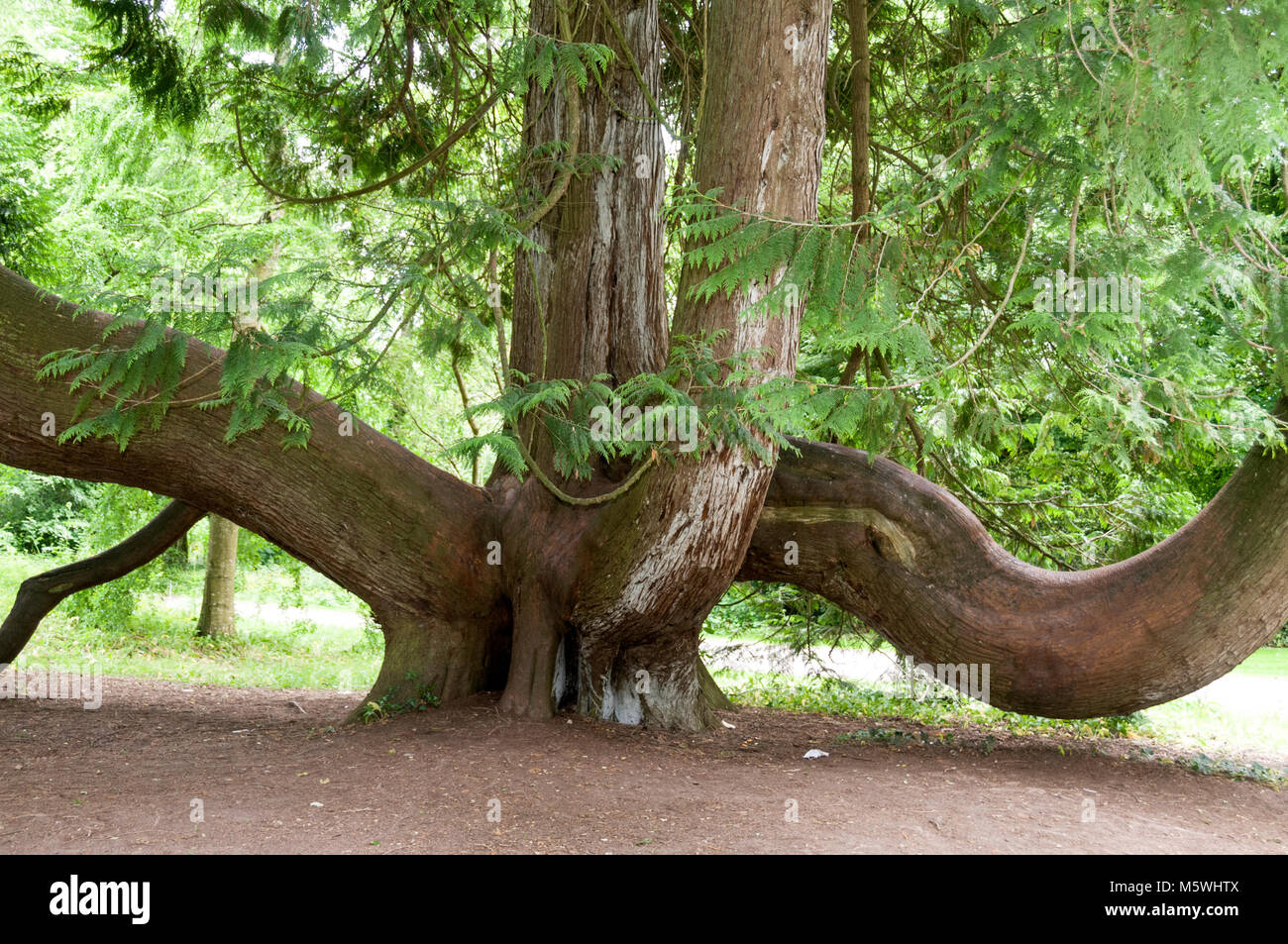 An unusual tree is a Red Cedar, also known as Western Red Cedar, on the grounds of Blarney Castle in Southern Ireland. Stock Photo