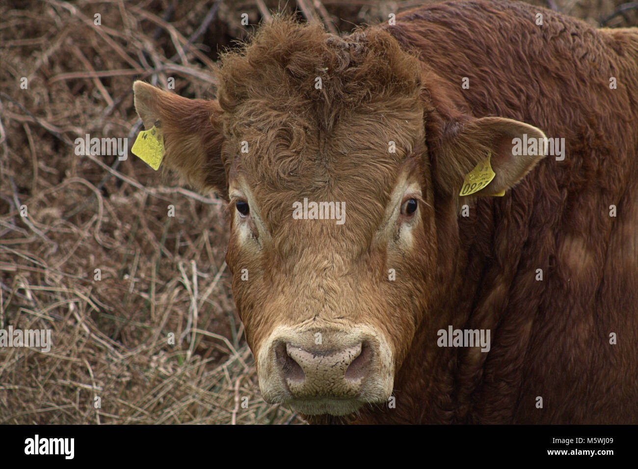 Large Bull's Head without a nose ring. Stock Photo