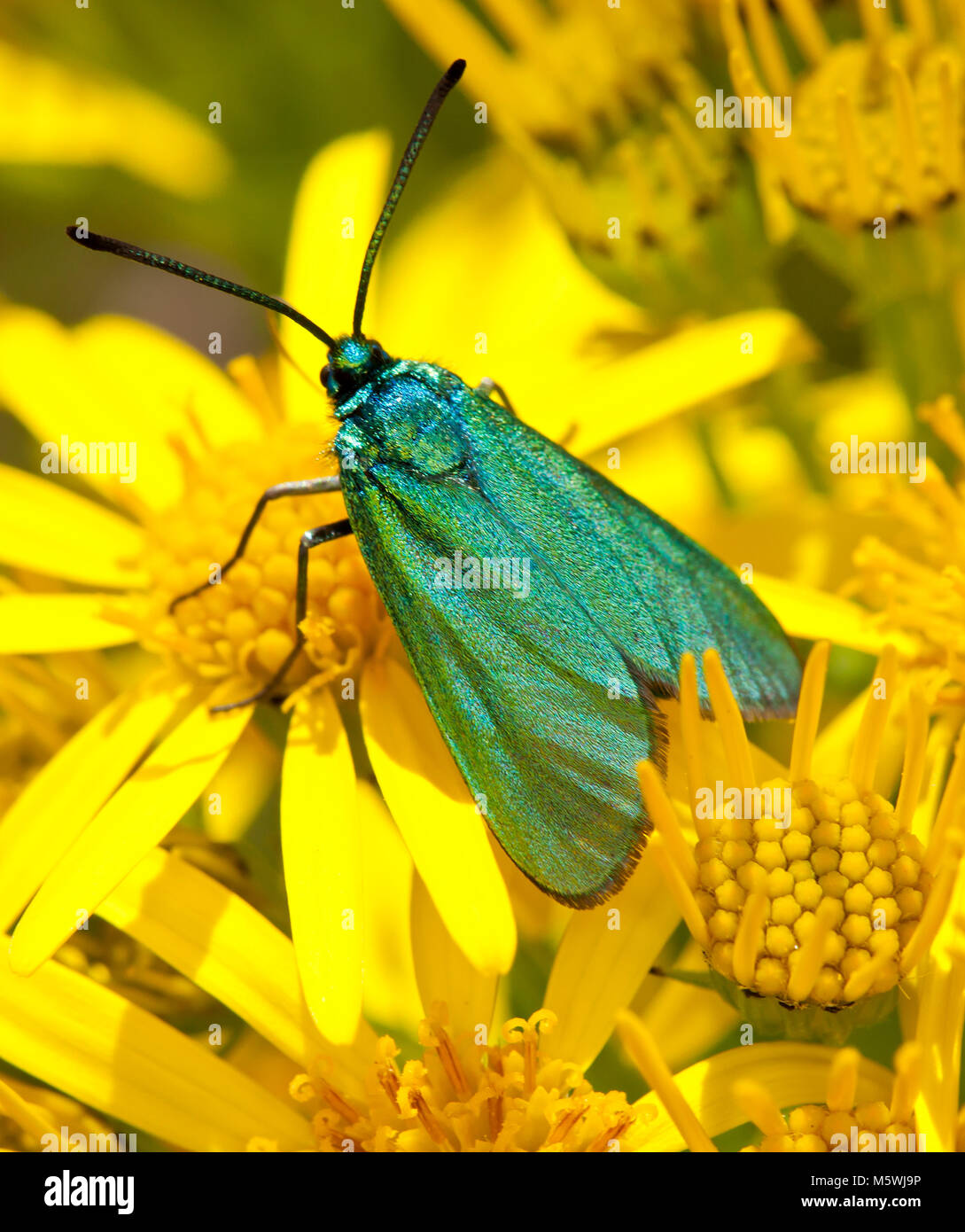 Forester moth, uk Stock Photo