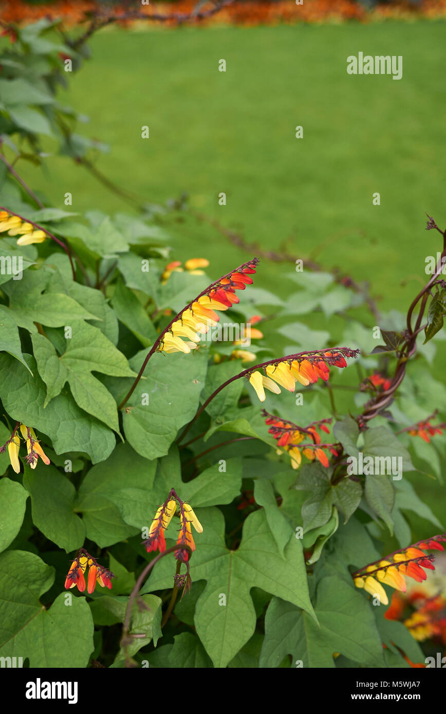 Ipomoea lobata climber Stock Photo