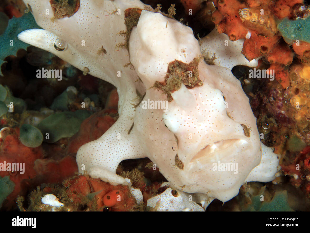 White Clown Frogfish (Antennarius maculatus, aka Warty Frogfish). Anilao, Philippines Stock Photo