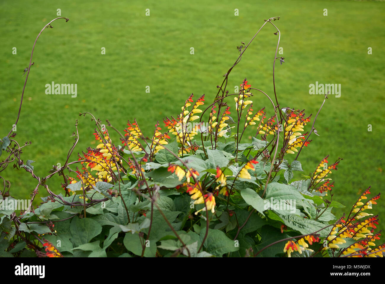 Ipomoea lobata climber Stock Photo