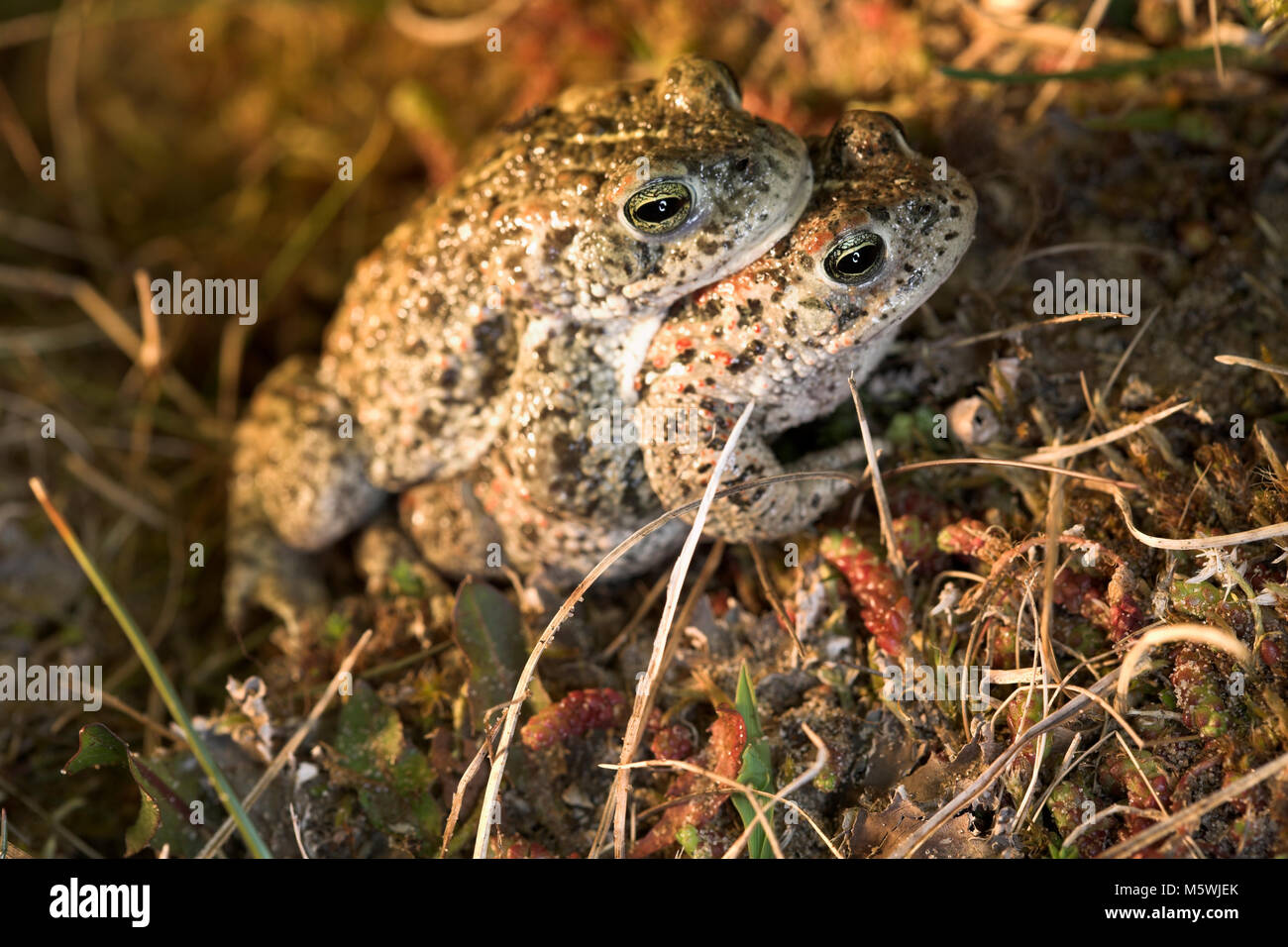 Natterjack Toad in amplexus Stock Photo