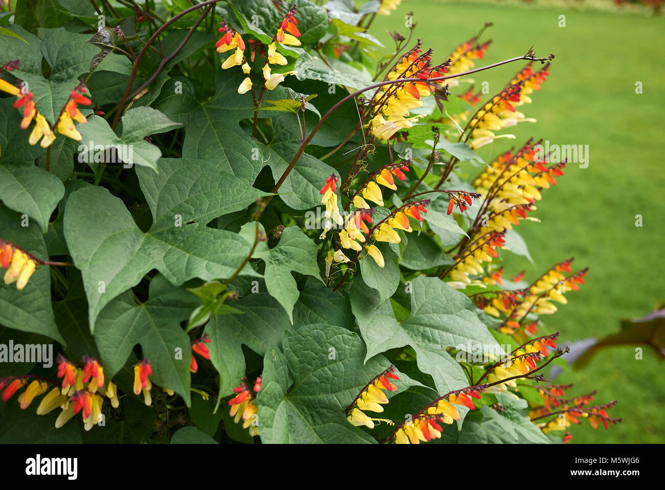 Ipomoea lobata spanish flag hi-res stock photography and images - Alamy