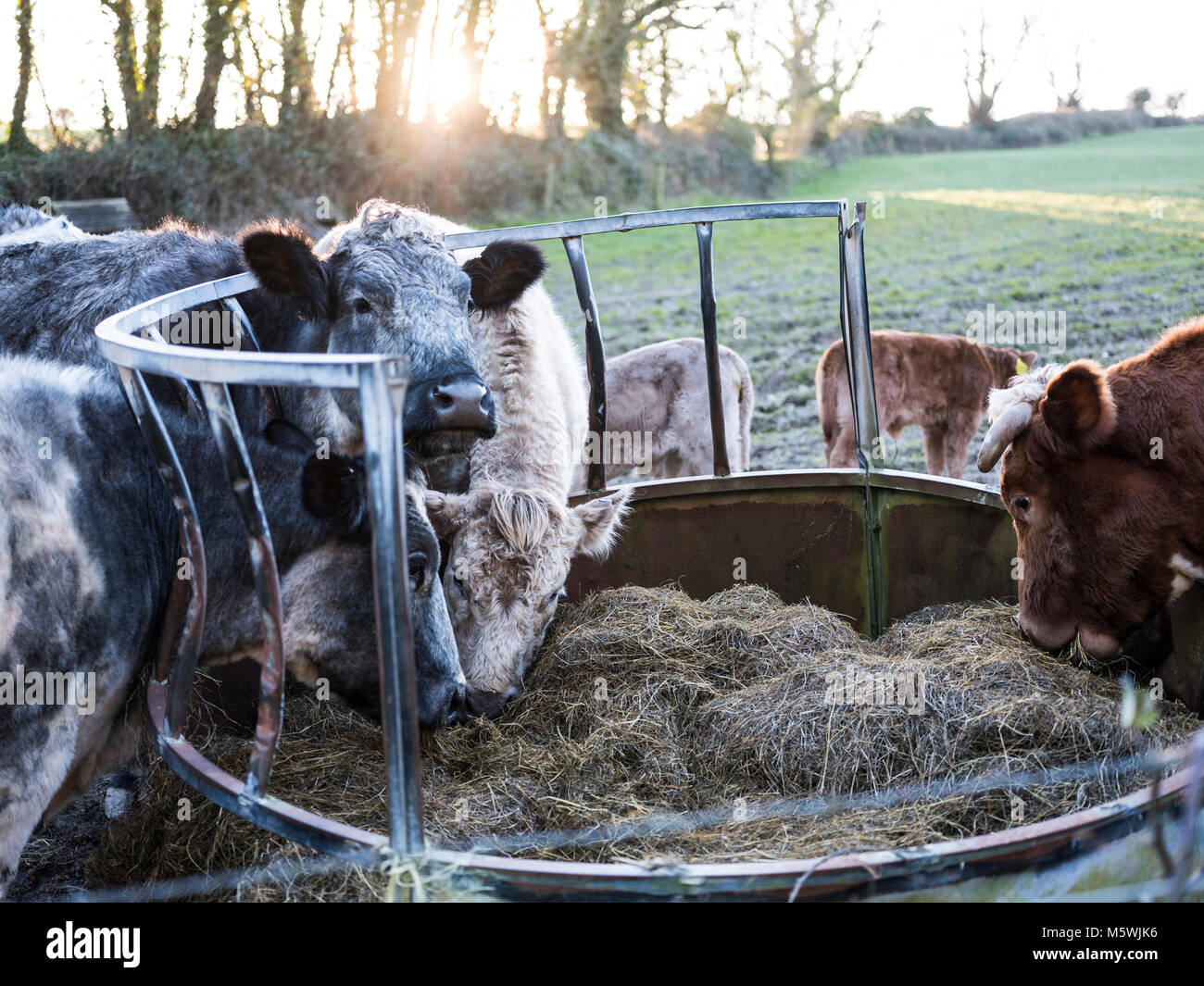 Cows eating from a trough Stock Photo Alamy