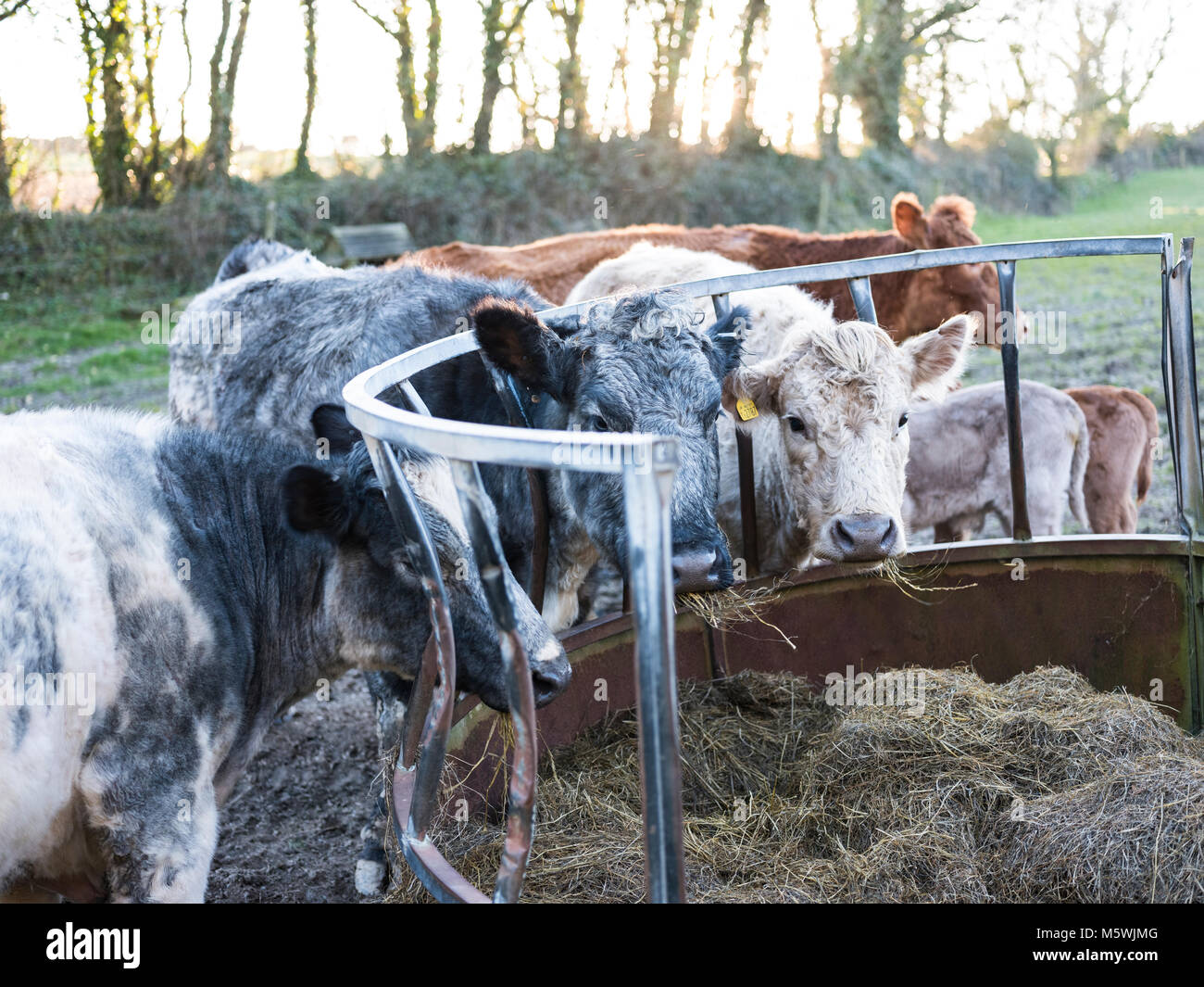 Cows eating from a trough Stock Photo Alamy