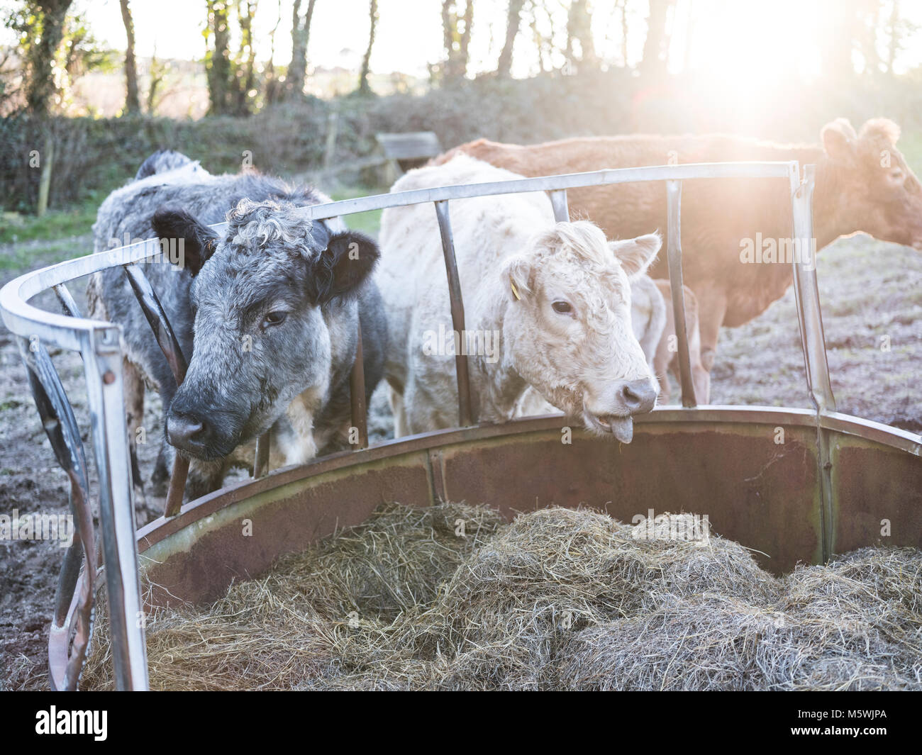 Cows eating from a trough Stock Photo Alamy
