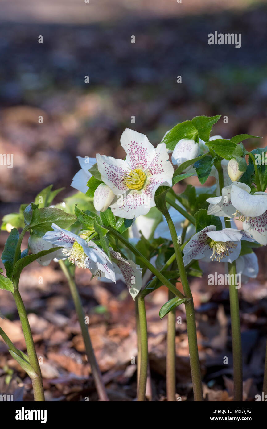 Helleborus × hybridus. Hellebore. Lenten rose Stock Photo - Alamy