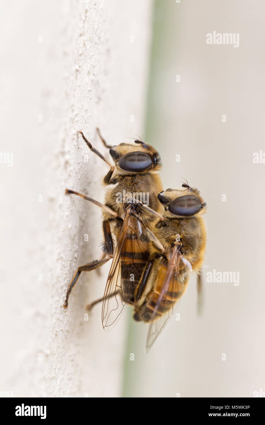 Mating hover flies in Wales. Stock Photo