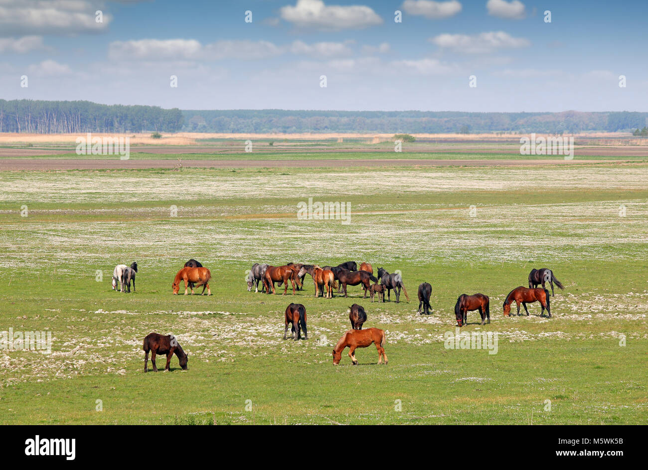 Group trees field spring hi-res stock photography and images - Alamy