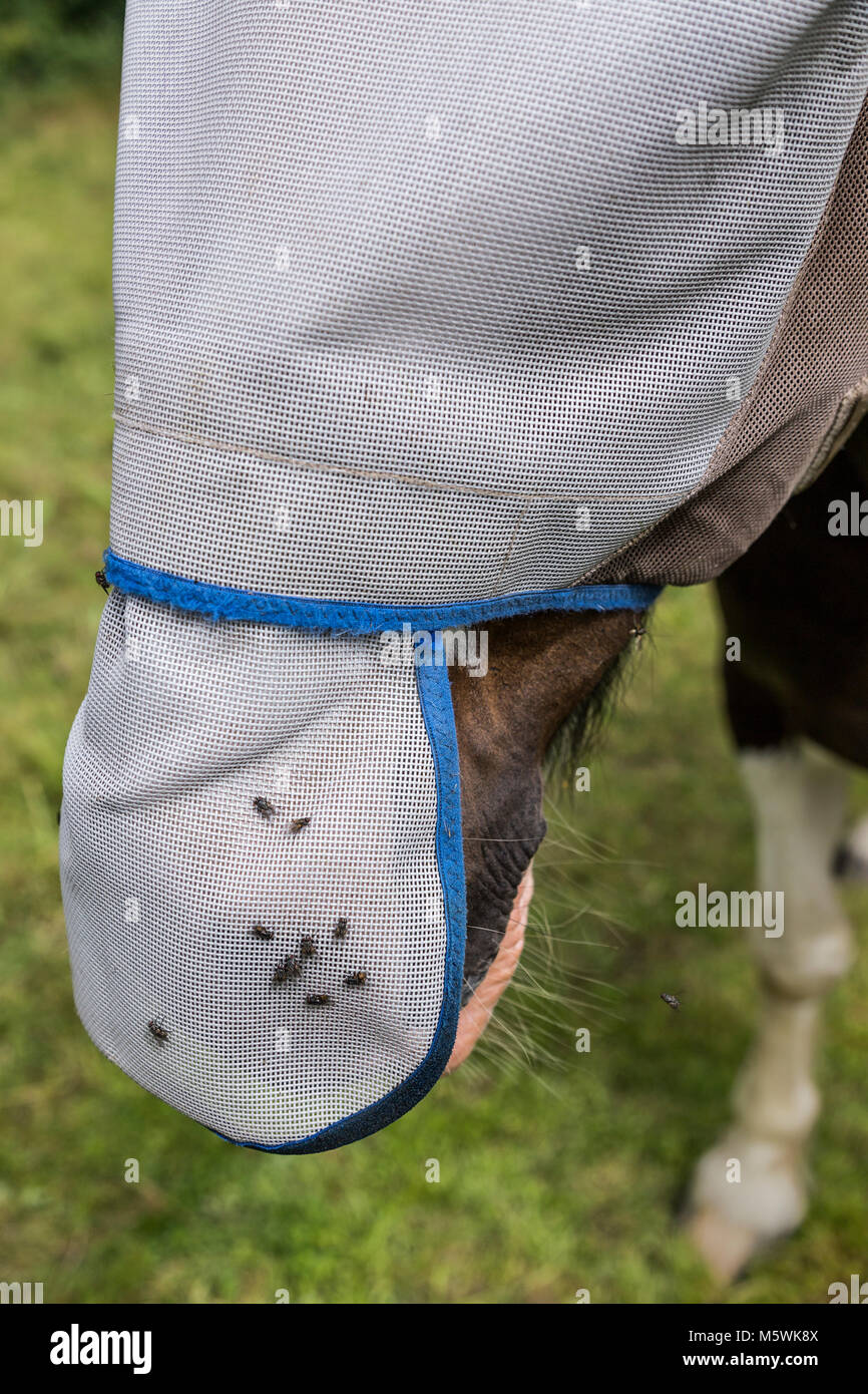 Skewbald horse wearing a fly mask. Stock Photo