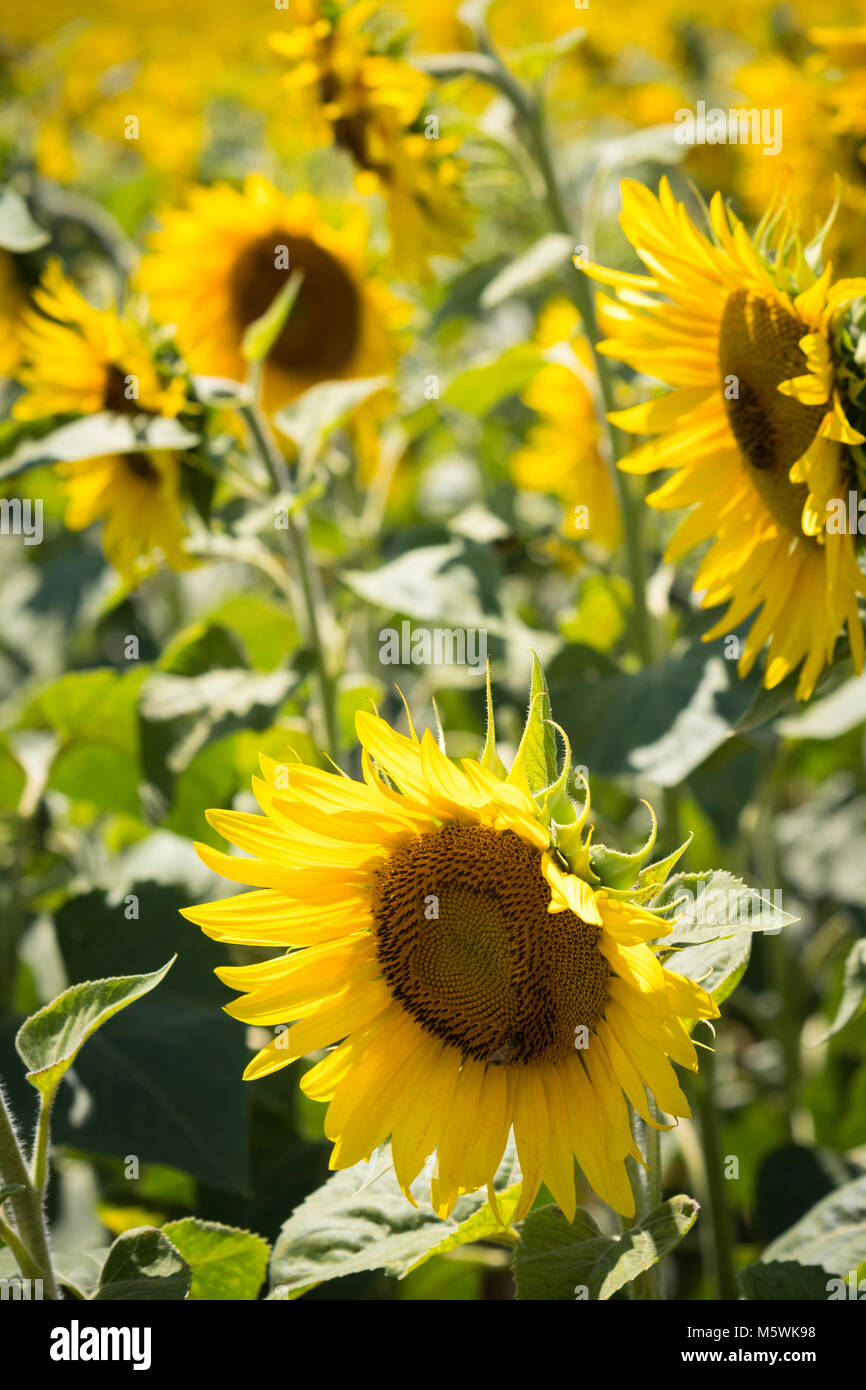 Sunflowers in Peyrins Auvergne-Rhône-Alpes France Stock Photo