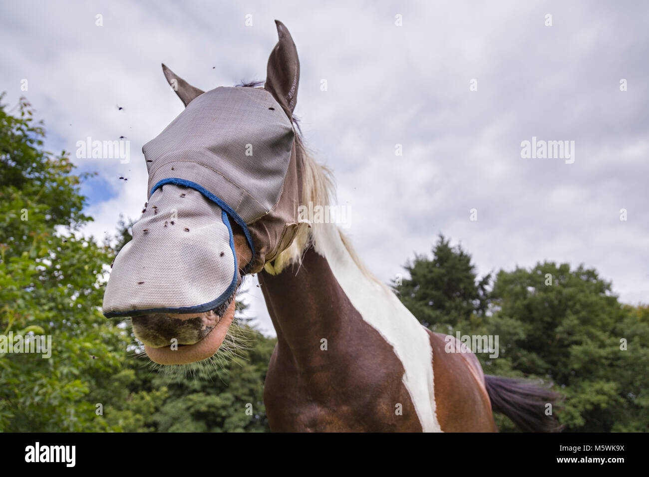 Skewbald horse hires stock photography and images Alamy