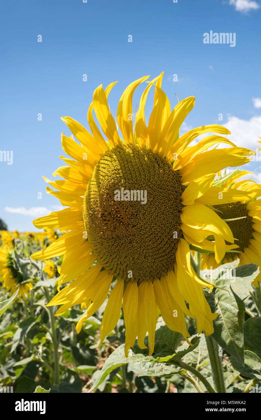 Sunflowers in Peyrins Auvergne-Rhône-Alpes France Stock Photo