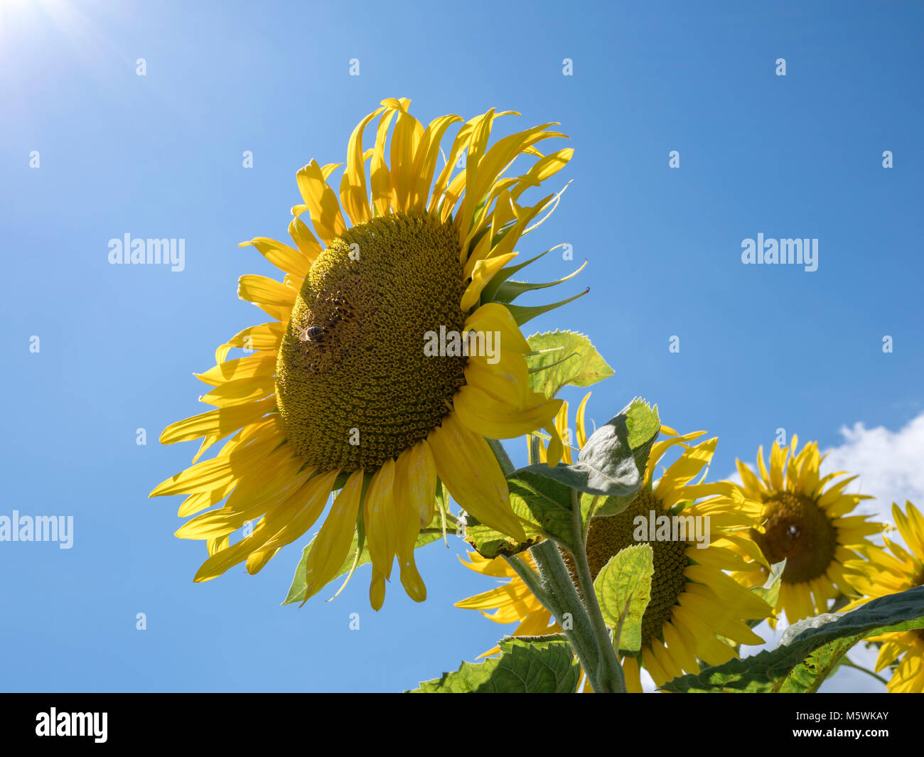 Sunflowers in Peyrins Auvergne-Rhône-Alpes France Stock Photo