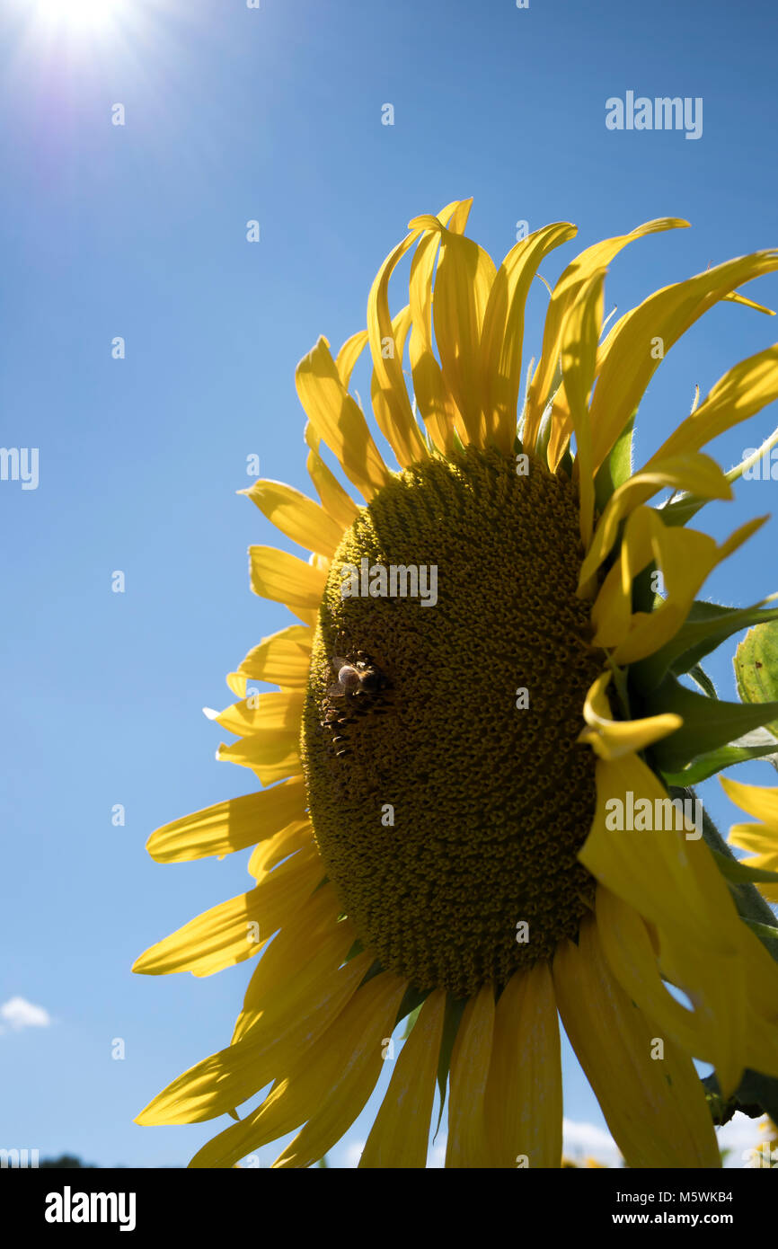 Sunflowers in Peyrins Auvergne-Rhône-Alpes France Stock Photo