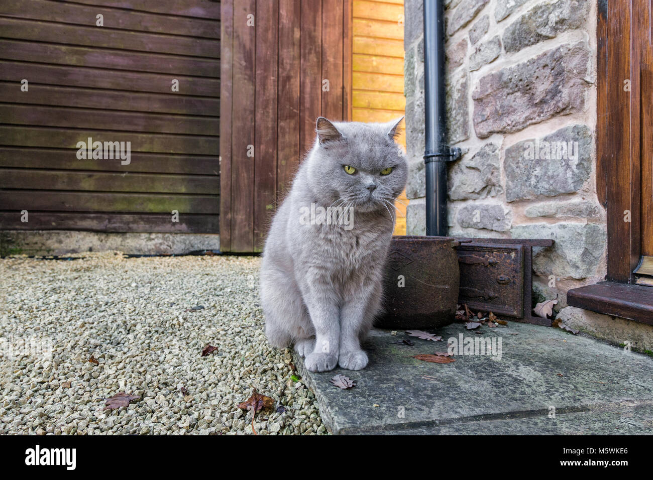 British Blue cat on a doorstep. Stock Photo
