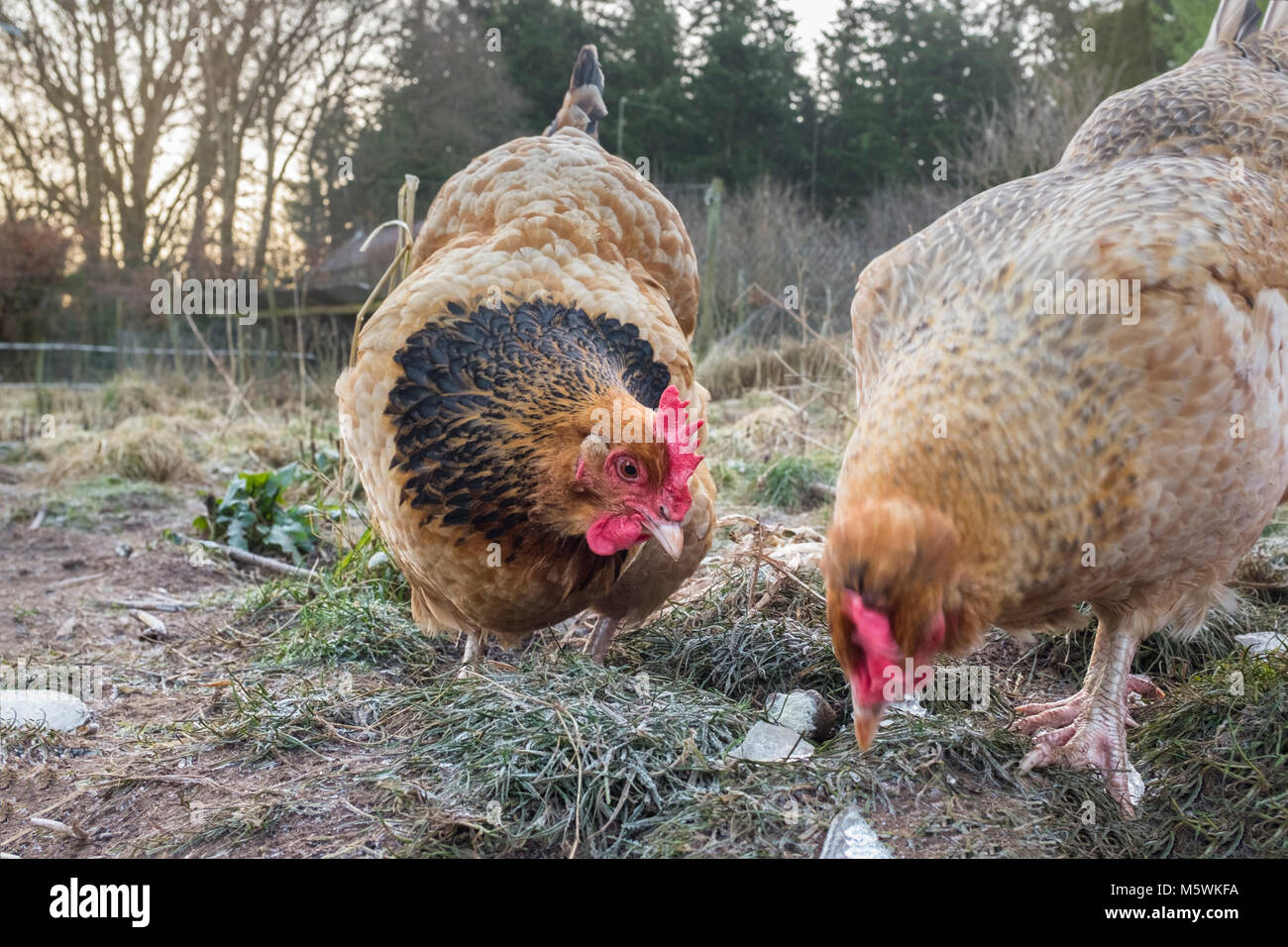Free range hens in Wales. Stock Photo